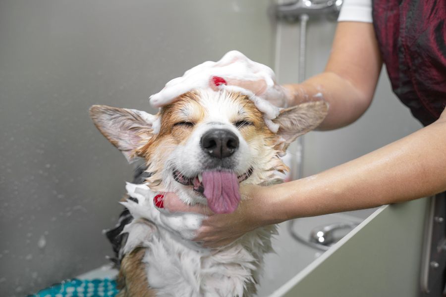 A calm one-on-one grooming session