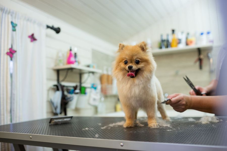 Dog grooming for Helotes dogs