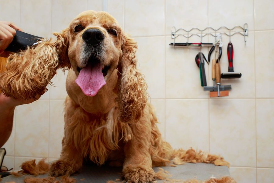 Dog grooming for Schertz dogs