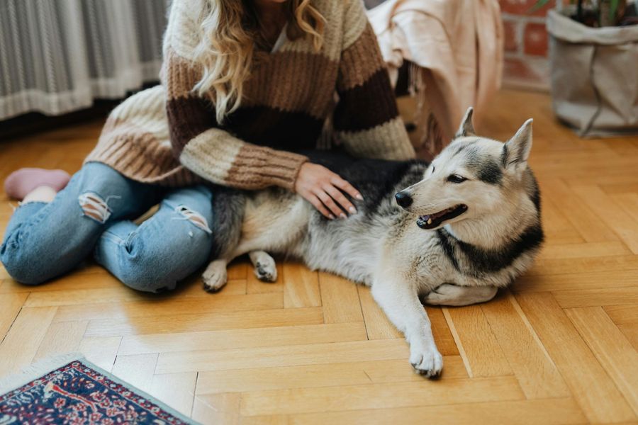 Dog grooming for Converse dogs