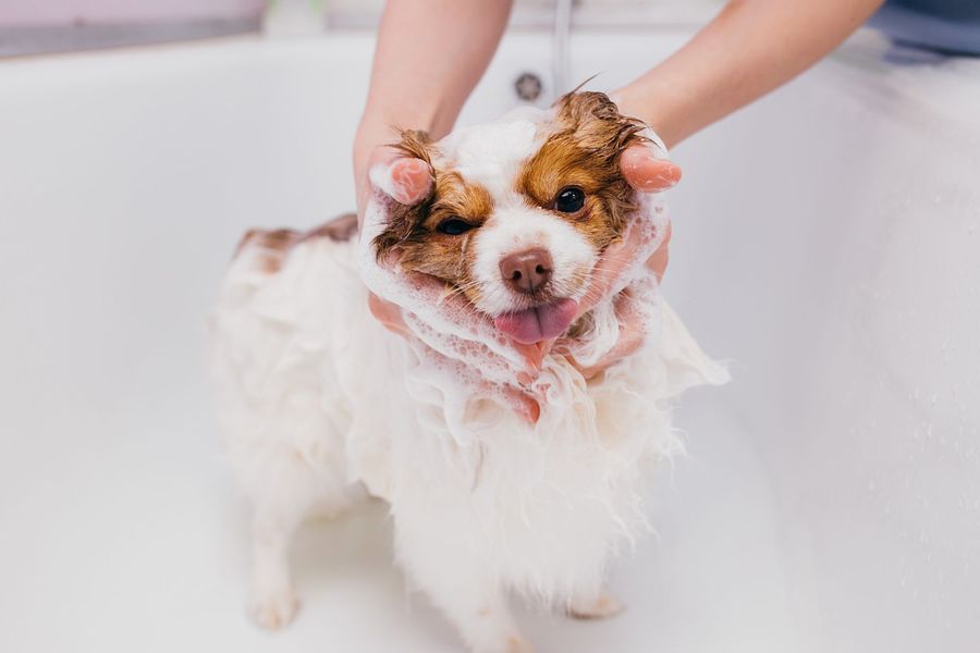 Bath, Brush & Maintenance