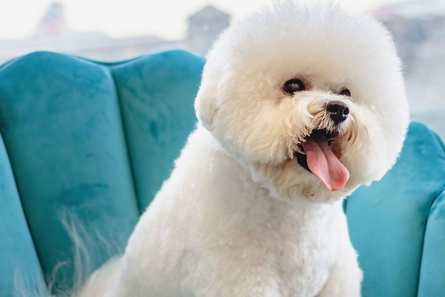 Doodle & Breed Styling