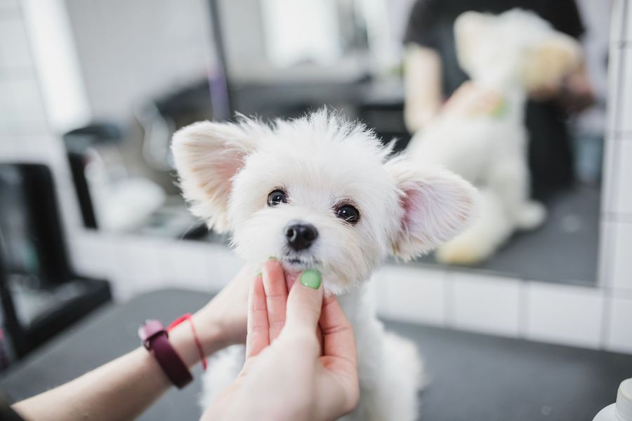 Full Grooming & Haircuts