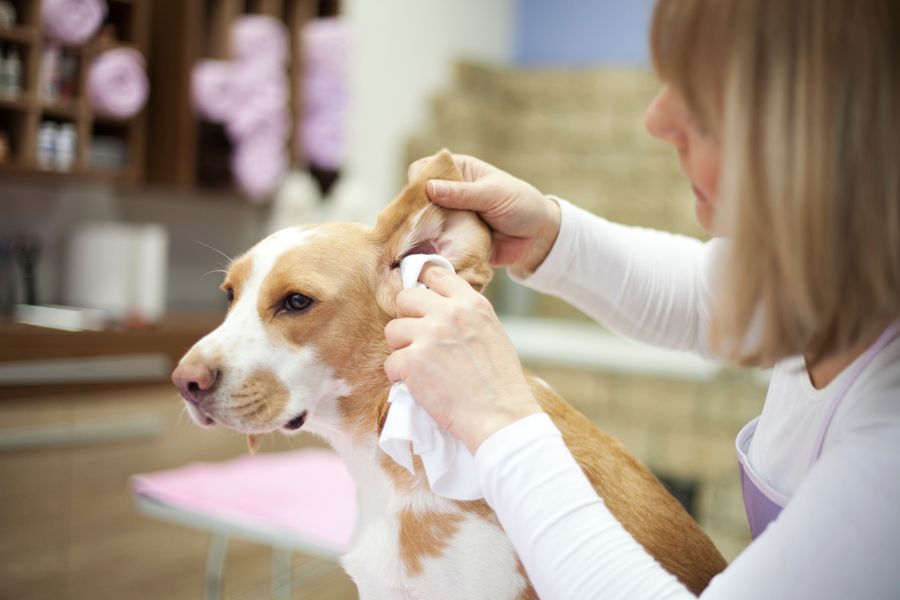 Teeth, Ears & Spa Add-Ons