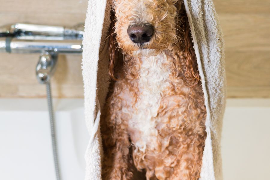 Dog grooming gallery photo