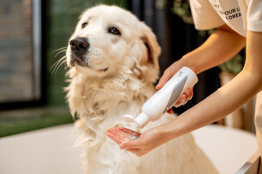 Dog grooming gallery photo