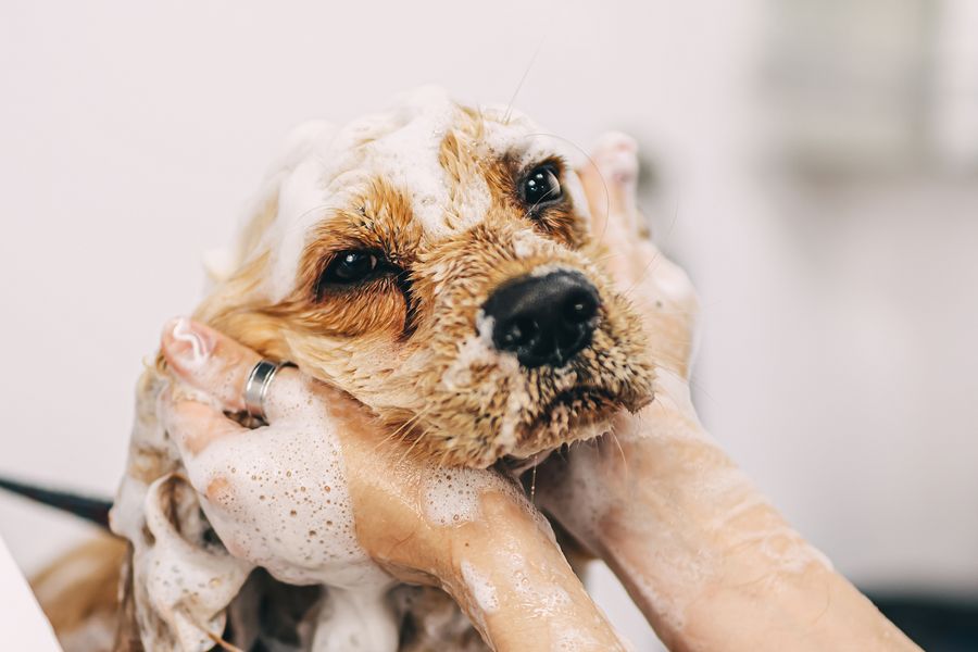 Dog grooming gallery photo