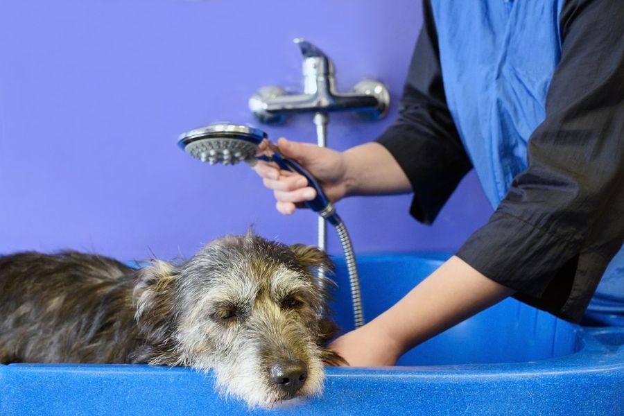 Dog grooming gallery photo