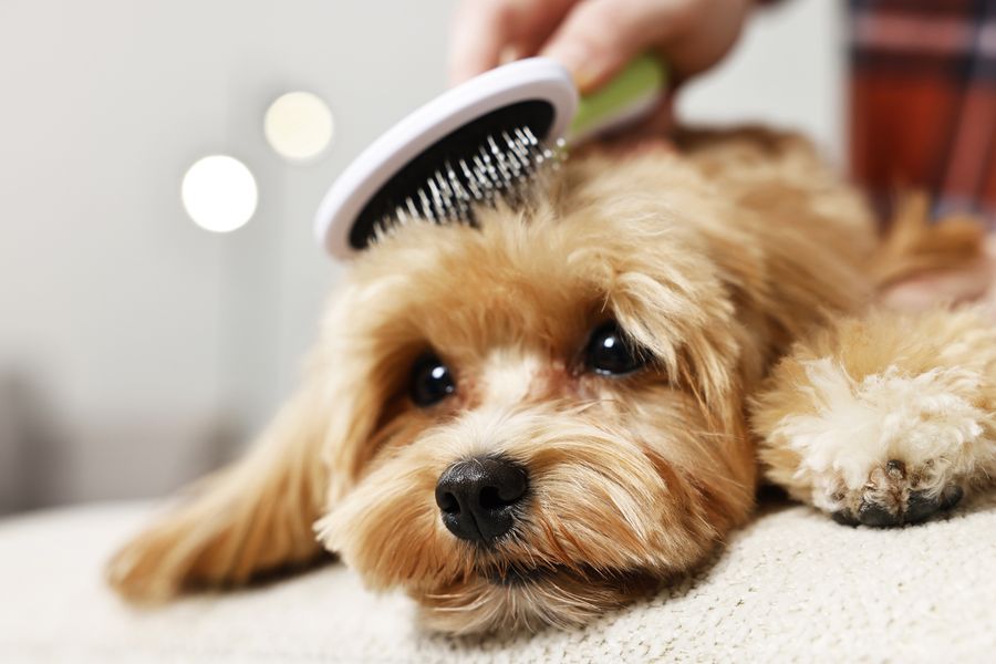 Dog grooming gallery photo