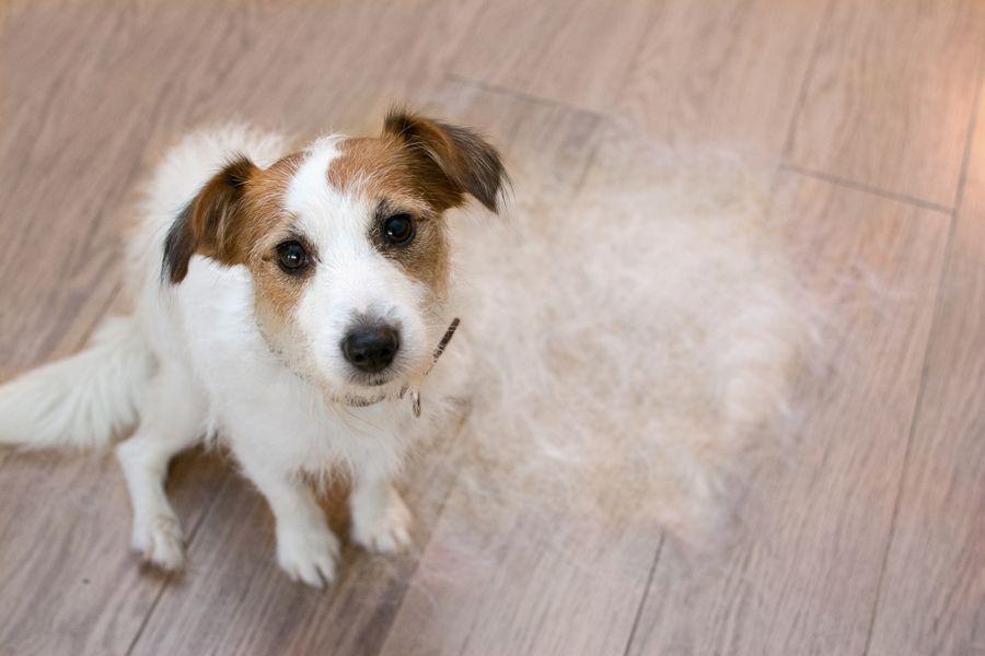 Dog grooming gallery photo