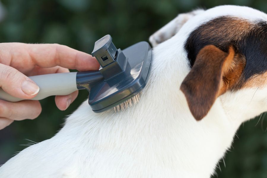 Dog grooming gallery photo
