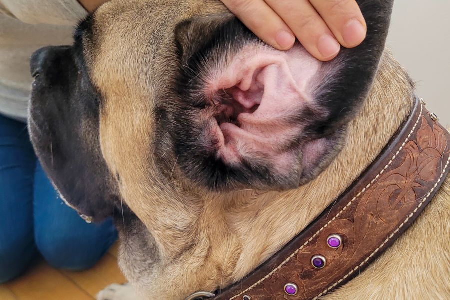 Dog grooming gallery photo