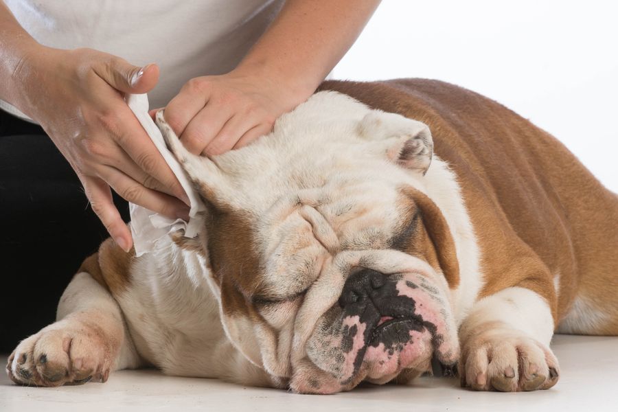 Dog grooming gallery photo