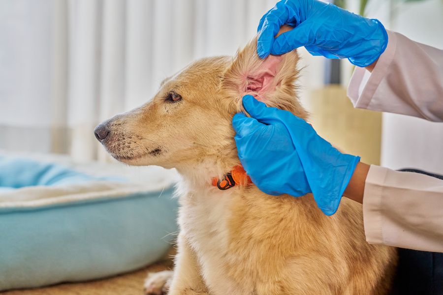 Dog grooming gallery photo