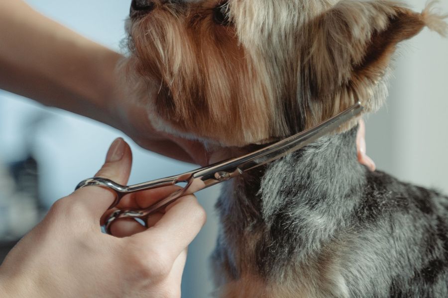 Dog grooming gallery photo