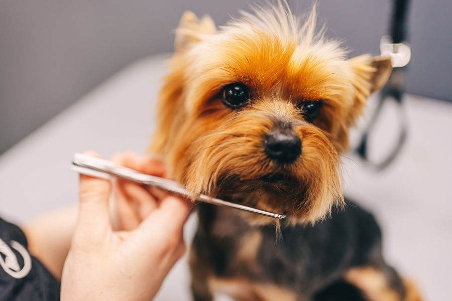 Dog grooming gallery photo