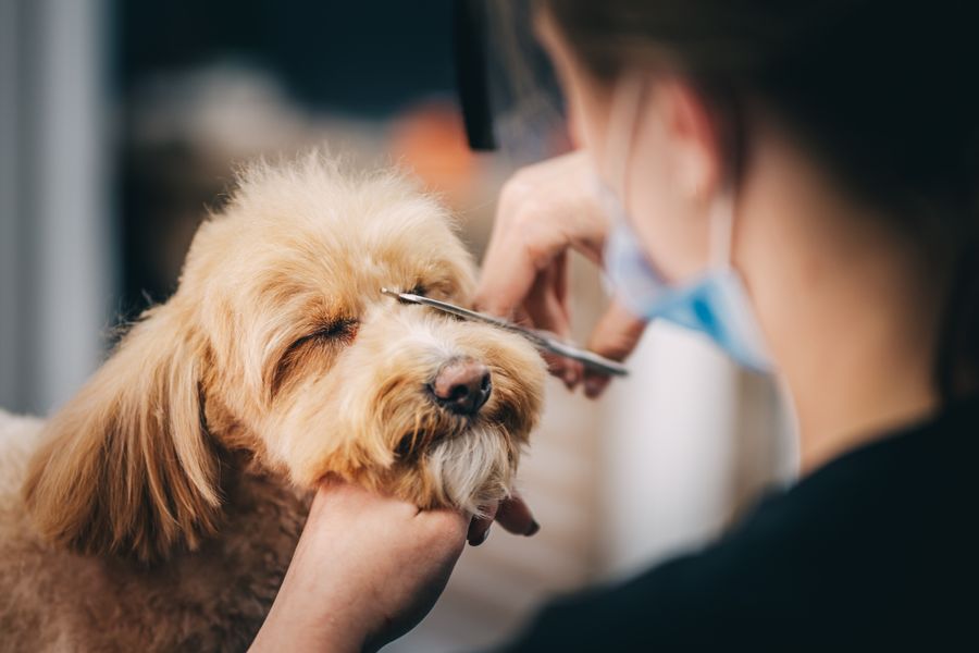 Dog grooming gallery photo