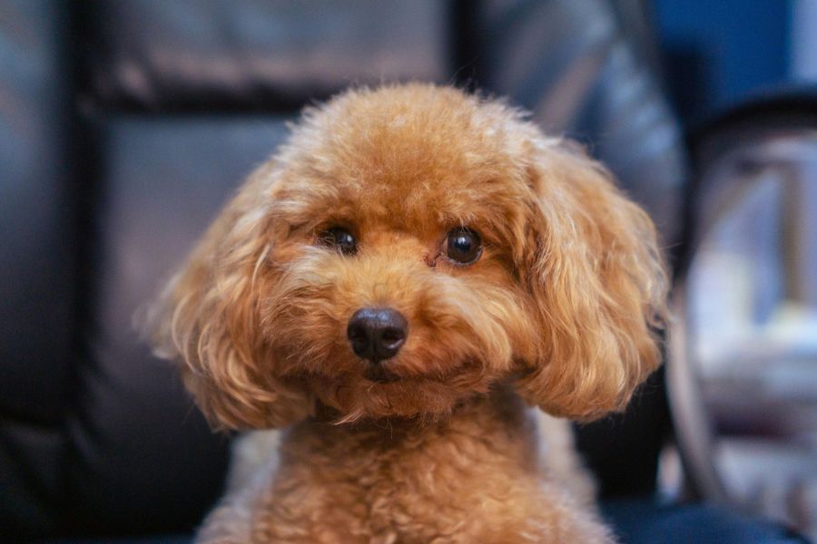 Dog grooming gallery photo