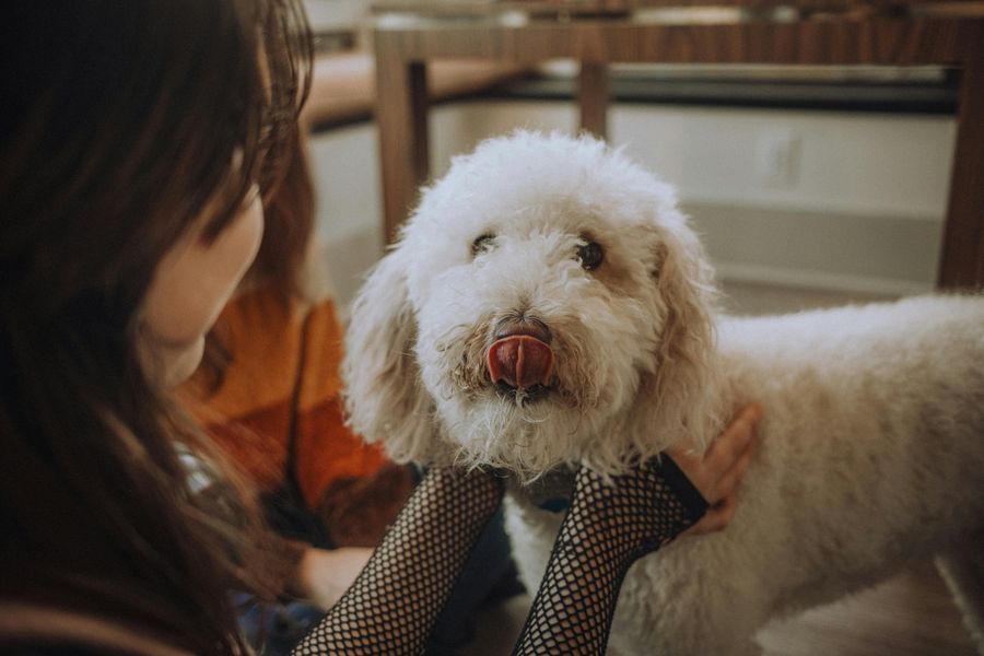 Dog grooming gallery photo