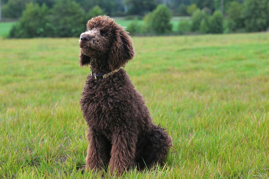 Dog grooming gallery photo