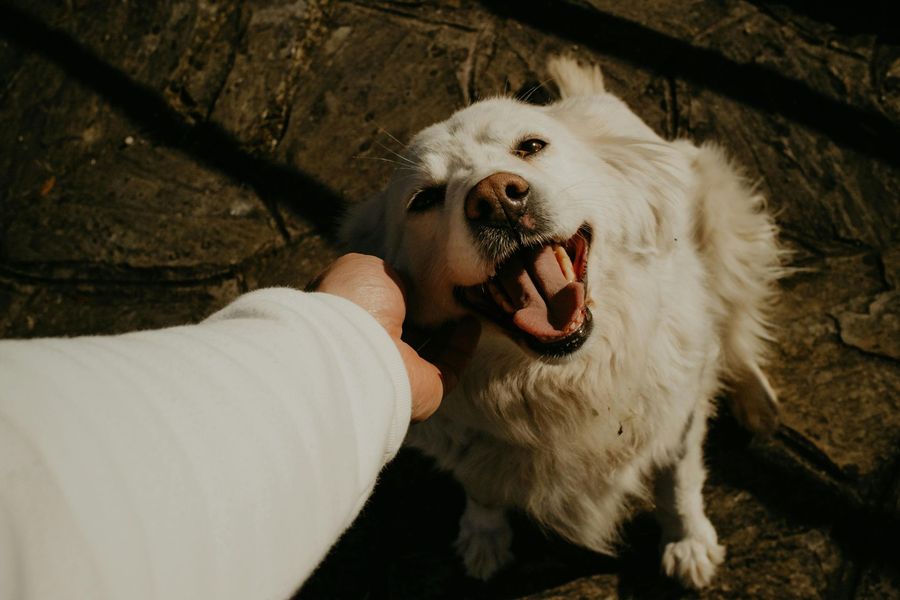 Dog grooming gallery photo