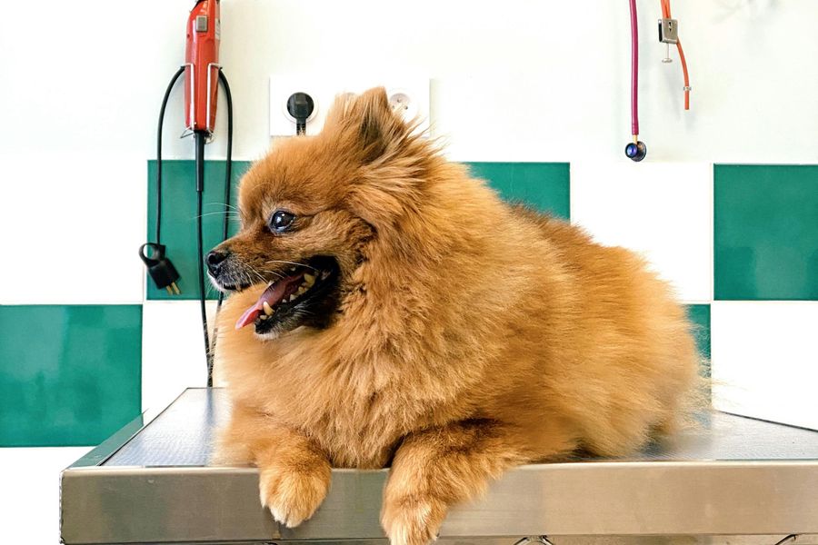 Dog grooming gallery photo