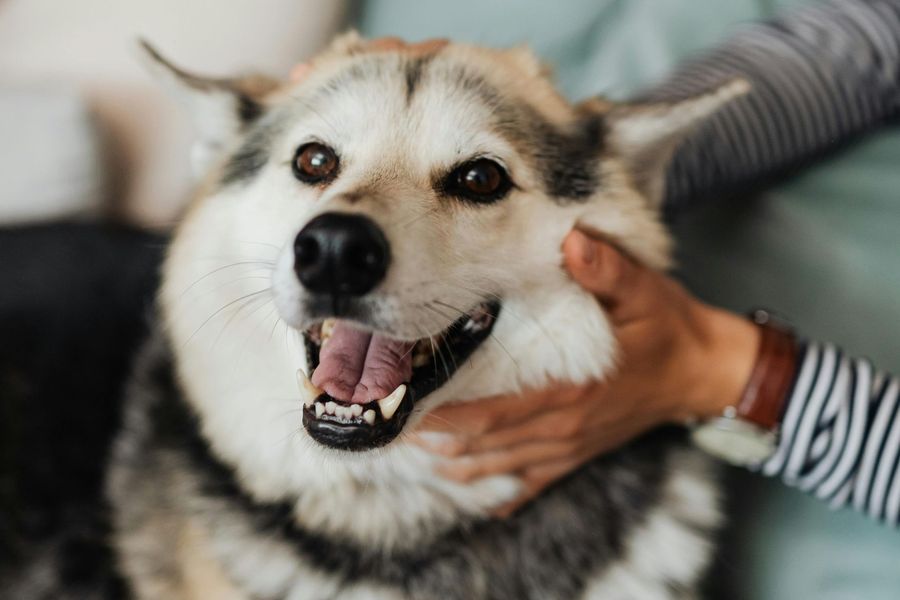 Dog grooming gallery photo