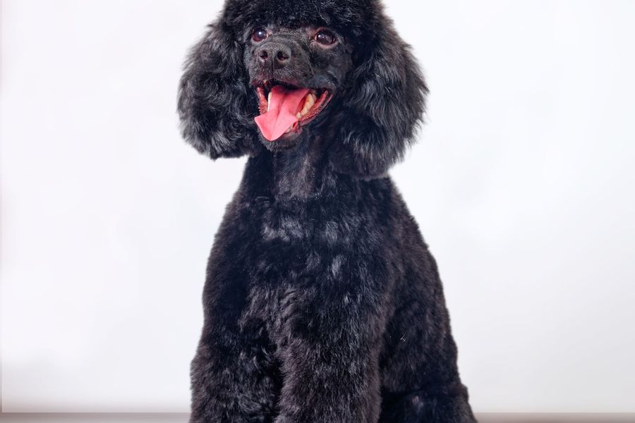 Dog grooming gallery photo