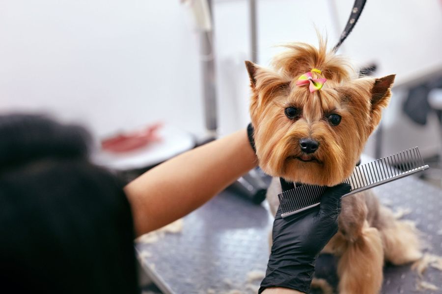 Dog grooming gallery photo