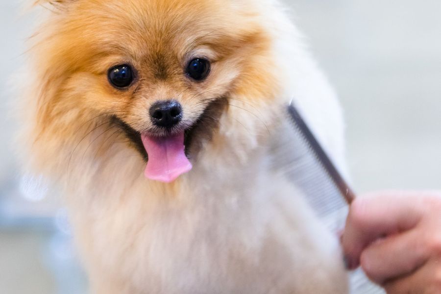 Dog grooming gallery photo