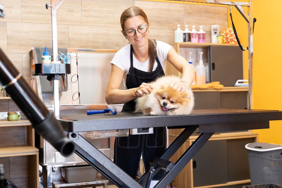 Dog grooming gallery photo