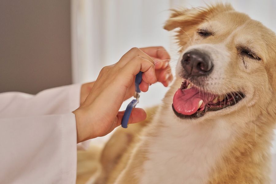 Dog grooming gallery photo