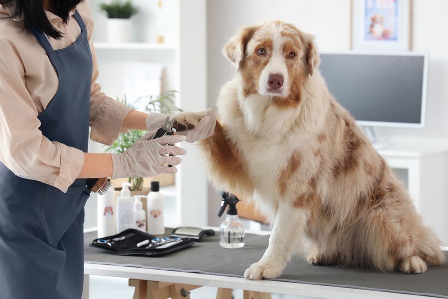 Dog grooming gallery photo