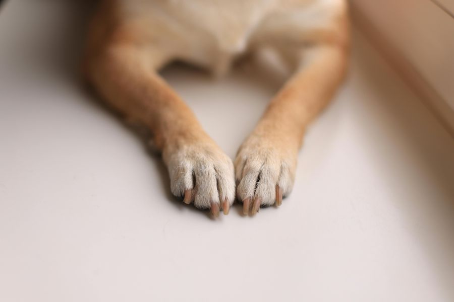 Dog grooming gallery photo