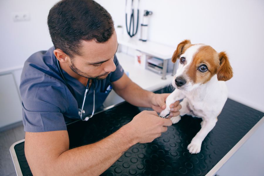 Dog grooming gallery photo