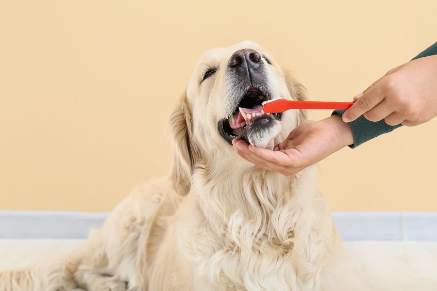 Dog grooming gallery photo