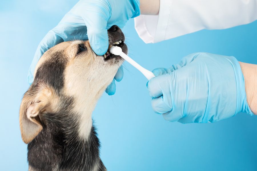 Dog grooming gallery photo