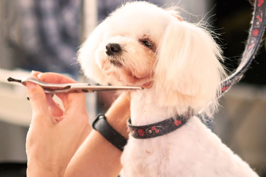 Dog grooming gallery photo